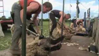 Blood, Sweat & Shears - The Gritty reality of Sheep Shearing HD2 (Trailer for DVD)