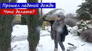 Что наделал в моем саду ЛЕДЯНОЙ ДОЖДЬ?  И как спасти растения?