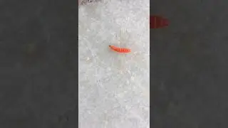 Carposina scirrhosella butterfly