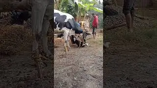 Cow giving birth to a new calf | Beautiful 😍 calf born status | cow giving birth status | calf born