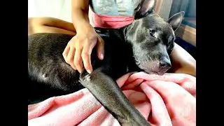 6 Dog Reactions When their Owners Leave and Come Back Home