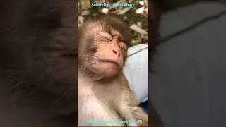 When Monkey is in deep sleep🤗#viral #monkey #funny #sleep #shortvideo