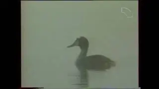 A búbos vöcsök