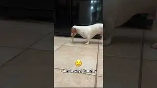 This puppy is always hungry!
