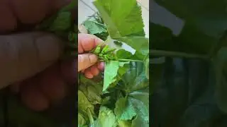 Common Mallow + How to Eat Healing Edible Weeds