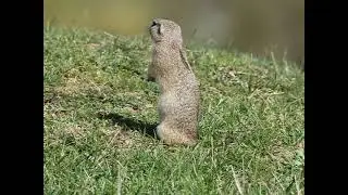EUROPEAN GROUND SQUIRREL (Spermophilus citellus)