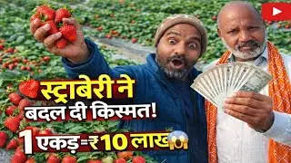 स्ट्रावेरी की खेती कैसे करें? | 1 एकड़ में ₹10 लाख मुनाफा | Strawberry Farming India। 