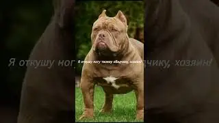 Собачья жиза. #shorts