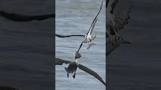 Insane Brown Pelican attacks Osprey and tries to steal a fish. Who will win?