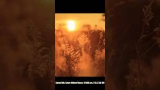 POV Golden Hour Magic Early Morning Sunrise!