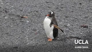 UCLA Alumni Travel - Antarctica 2017