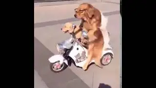 Most amazing dog driving skills ever - Family ride :D