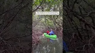 6 Locations We Love to Kayak in Florida!