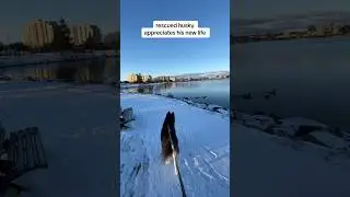 Rescued husky loves his new life #huskyworldwide #huskies #husky #huskyvideos