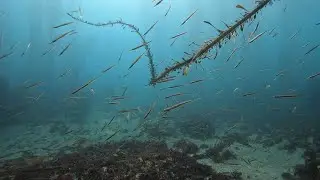 Kelp Forest Scuba Dive at Point Lobos, California