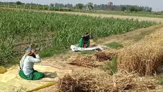 Wheat Germplasm threshing🌾 #agriculture #research #ytvideo