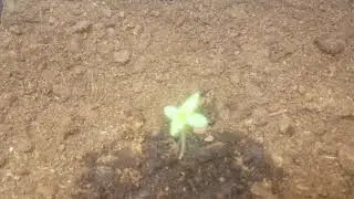LEMON HAZE GROW WEED