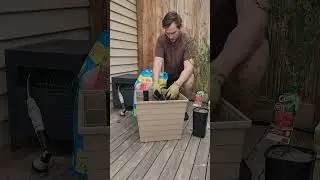 Growing a Finger Lime Tree with a WaterUps Square Planter | WaterUps - Wicking Our World