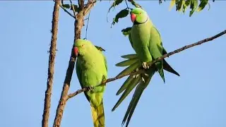 Breeding Season - Parrots are always stay close to each other