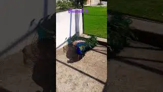 Indian blue Peacock 🦚 #peacocktv #shortvideo