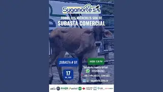🐮🐂 Subasta Comercial Nro. 97 🐄