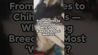 From Huskies to Chihuahuas &mdash; Which Dog Breeds Are Most &lsquo;Wolfish&rsquo;?
