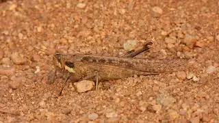 Gray Bird Grasshopper(Schistocerca Nitens), June 13, 2023, 6:00PM: Nikon P1000: Part 1
