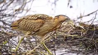 Eurasian Bittern foraging behavior