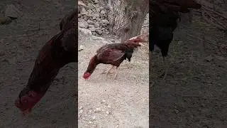 rooster for you video#kingaseel #swataseels#aseelmurga #cheenaaseel#chickenrecipe #mianwaliaseels