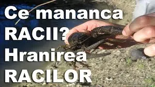 Idei de afaceri - Ce mananca racii, hranirea racilor | NextStep