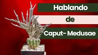 Hablando un poco de los Caput- medusae o Digitostigma, Talking a little about the Caputmedusae
