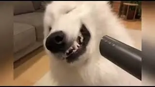 🌬️ Fluffy Fail! Samoyed vs  Hair Dryer Hilarious Flapping Face! 😂