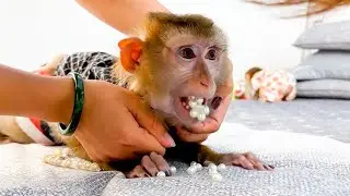 Monkey Kaka was being mischievous, even putting a pearl in his mom's mouth, which made her worried.