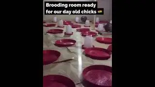 How we Setup Brooding room for 1000 layer day Old Chicks  🇬🇭🇬🇭🐓🐓🇬🇭