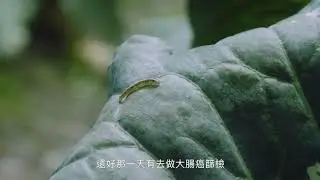 51062 大腸癌防治宣導廣告【老農篇】國語_短篇30s(部徽版)