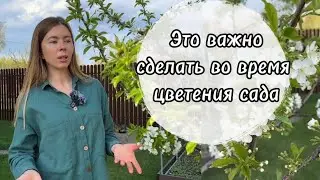 Чем обработать сад во время цветения? Когда это необходимо?