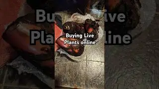 Buying live plants online in Malaysia (good vs bad packaging)  #farm #permaculture