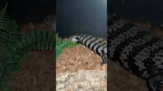 Brumation Check-Up!! 🦎🦎 #shorts #reptiles #animals