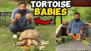 Sulcata Tortoise Kai Babies Agye 🐢🥰|Rescue Lion Treatment Done 👍😱💉🦁