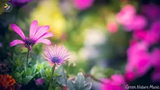 Beautiful Flowers.. Planet Earth Amazing Nature Scenery &The Best Relax Music 12 minute..