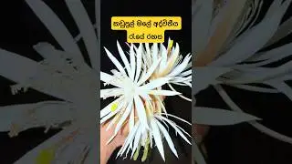 Kadupul Flower &ndash; The Rare Bloom That Appears Only at Night #shorts 🌙