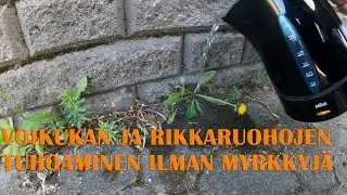 Voikukan poistaminen pihakivetykseltä. Voikukka luonnonmukainen keino tuhoamiseen.