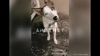 9 month old border collie puppy AMBERLY!!