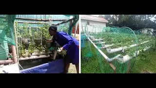 Growing fish with crops or vegetables: The Potential of Aquaponics in Uganda