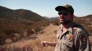 Mountain Lions in the Santa Monica Mountains