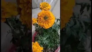 The Most Beautiful Orange Flower In Pot #Shorts