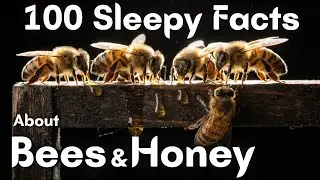 The Most Relaxing Sleepy Facts About Bees & Honey to Fall Asleep To