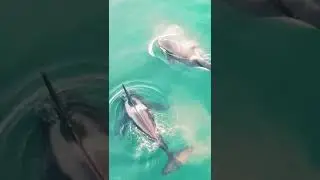 Rare Footage Shows Three Killer Whales Killing Great White Shark To Tear Out Liver
