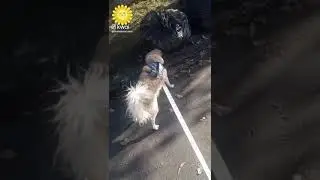 Vamos passear com a Mel 🐶Amarelo tb
