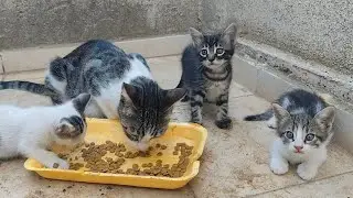Let's feed the mother cat and after she's full, she'll give milk to her kittens.